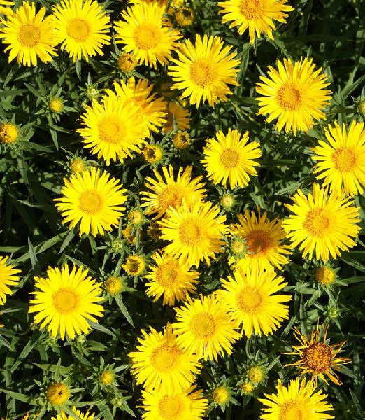 Inula ensifolia